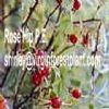 Rose Hip P.E. (Shirley At Virginforestplant Dot Com)